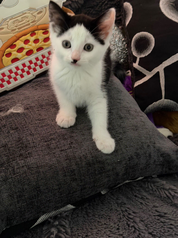 3 mixed kittens available