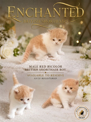 GCCF Registered Last Boy Available