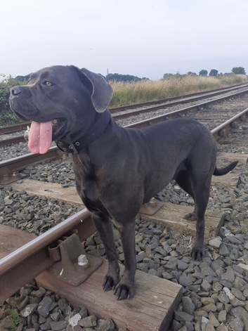 Cane corso