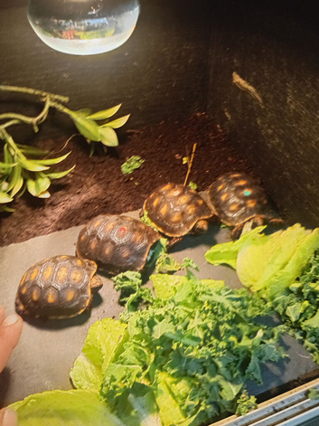 red footed baby tortioses