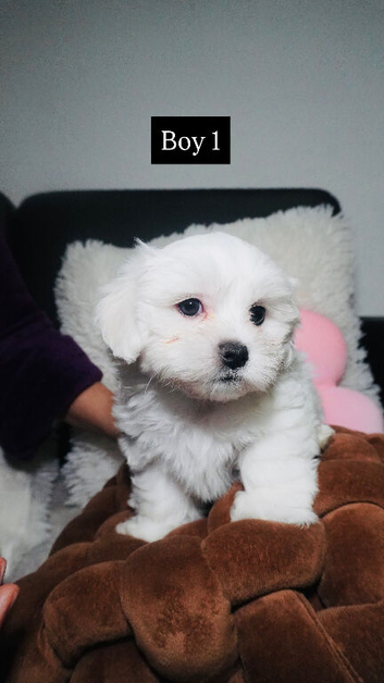 Purebred Maltese puppies with Korean bloodlines on the sire&rsquo;s side.