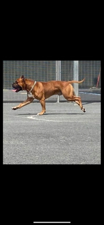 bull staff for stud