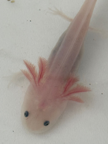 Axolotls