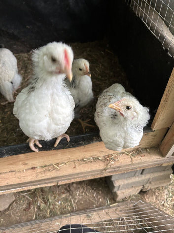 Light Sussex 4week old Roosters Free to good home