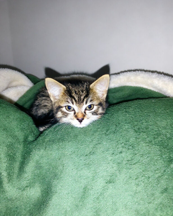 Kitten