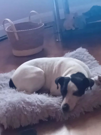 Jack russell