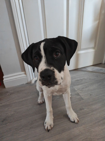 Pippa looking for new home