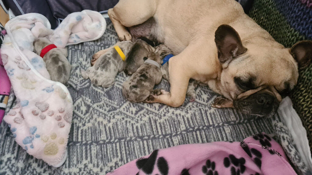 French bulldog puppy