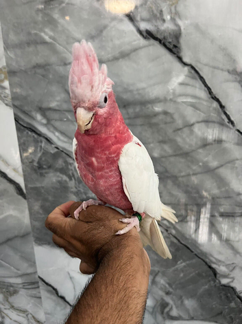 Friendly Baby HandReared Super Tame Cuddly Lutino Galah Parrot,31