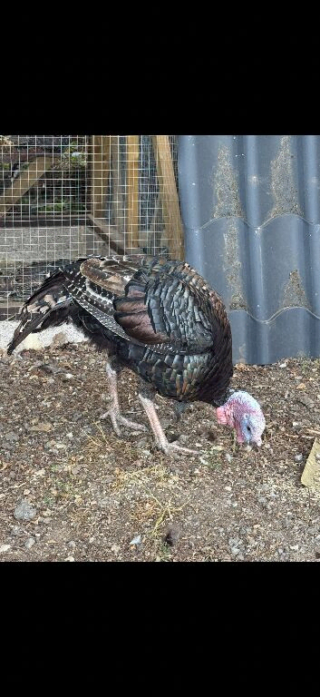 Turkeys for sale male & female 6 months old
