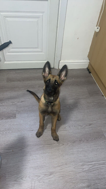 14 week old Belgian Malinois puppy