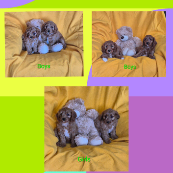 Beautiful health checked Cavapoo Puppies