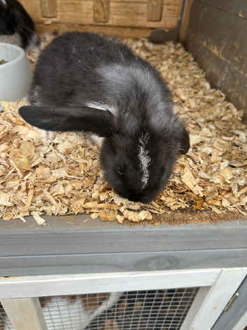 Mini lops