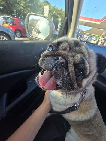 Pug for stud