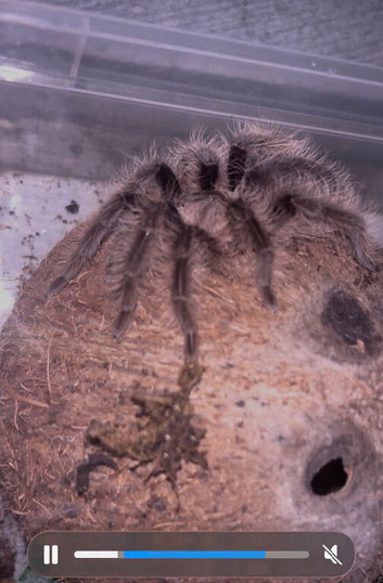 Curly haired tarantula