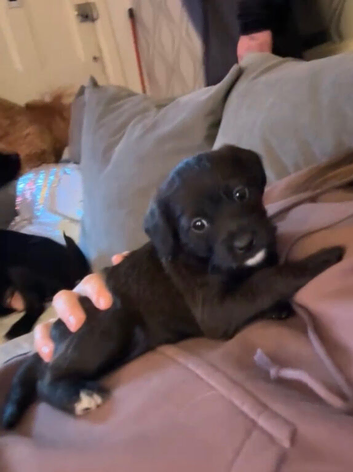 Patterpoo puppy