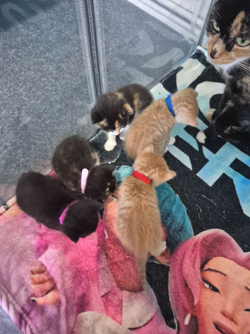 Sushi's litter