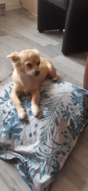 Chihuahua cross Pomeranian dog. Boy dog &pound;600