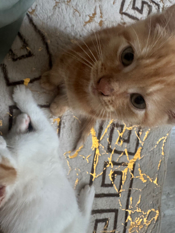 Full ginger tabby boy kitten
