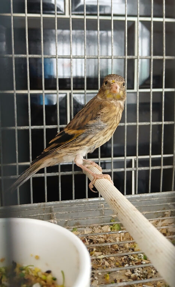 Unsexed Goldfinch mule