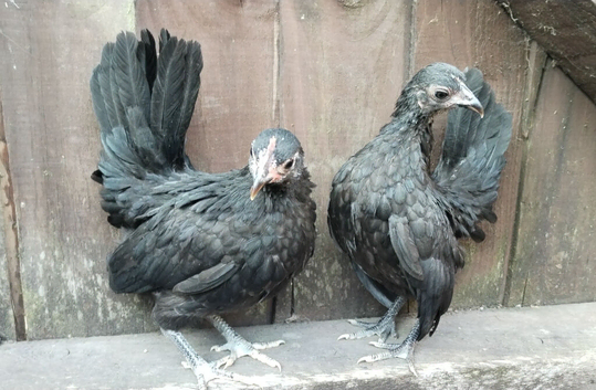 2 young serama hens