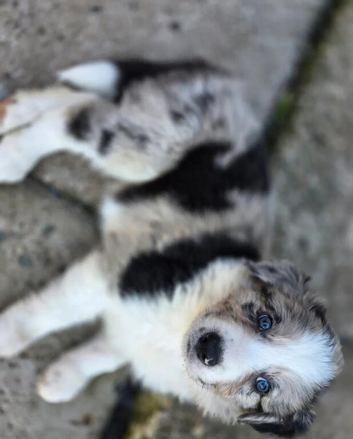 Border Collie Puppies