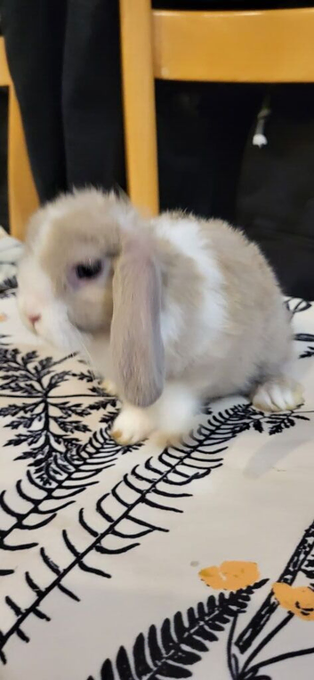 Mini lop rabbit
