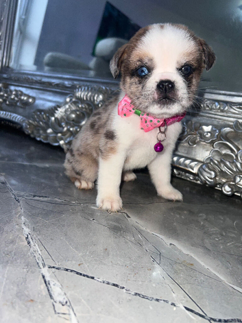 Chow Chow - Pug