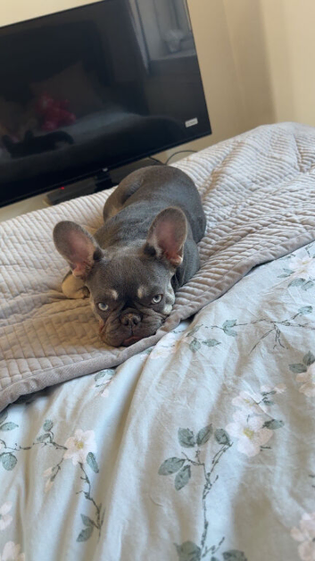 Prada for rehome