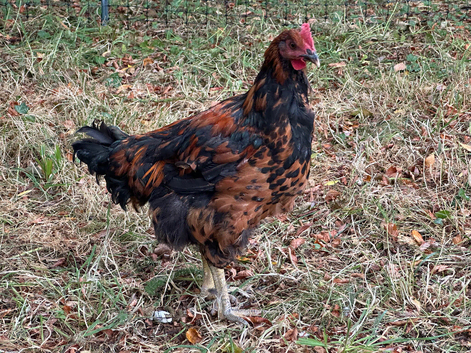 Maran Cockerel
