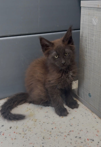 XL black,black smoke,tabby maine coon kittens