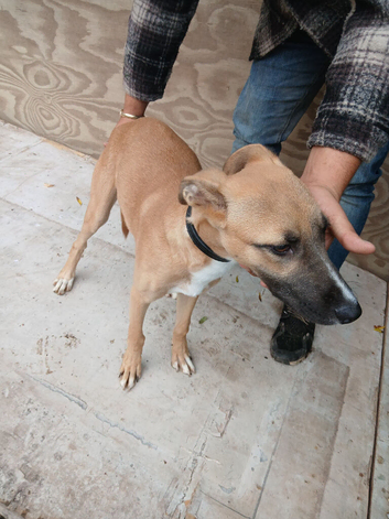 Bull greyhound dog pup