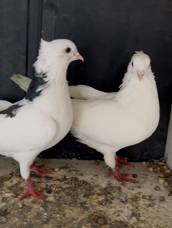 Iranian pair pigeons in blackburn