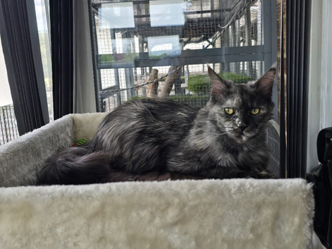 3yr old Ex Queen full Maine Coon