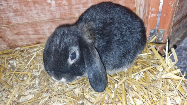 Mini Lop Females