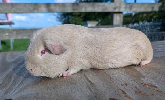 Self Lilac guinea pig