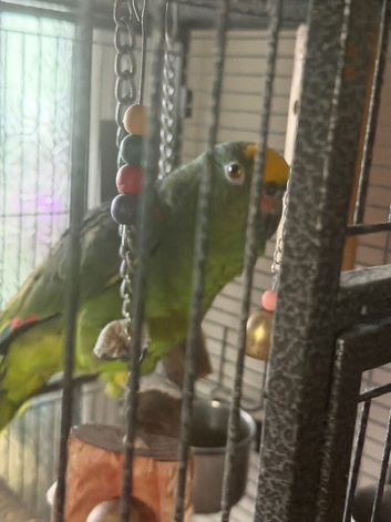 Beautiful mango