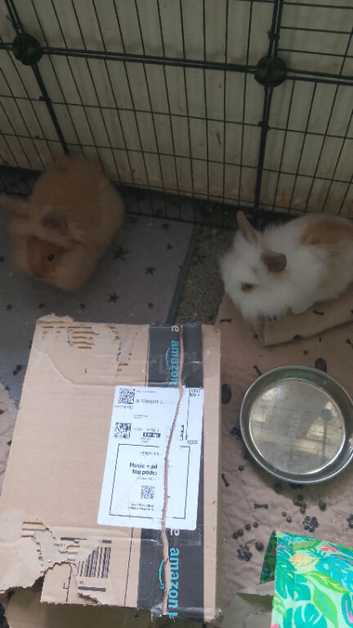 Mini lion lop rabbit for sale