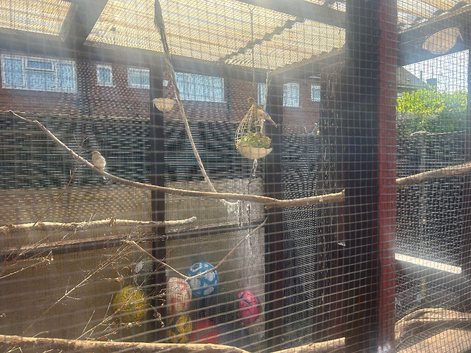 All different canaries