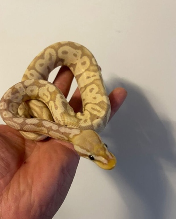 Banana vanilla ball python with setup