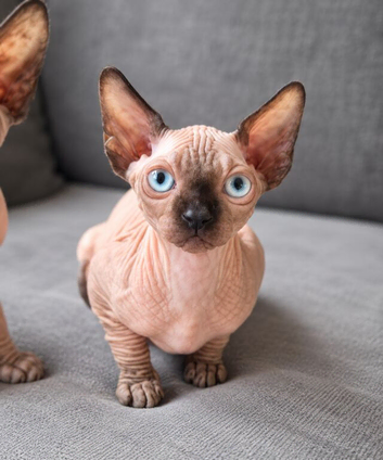 Kitten sphynx looking for home forever