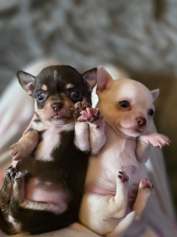 Pedigree club registered Chihuahua puppies