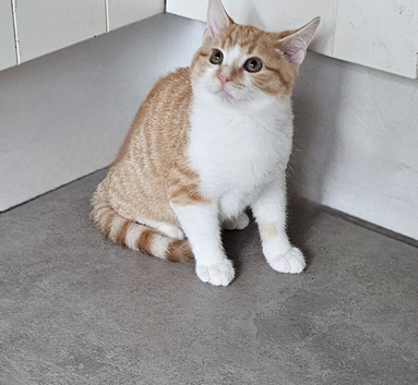 Maine Coon mix