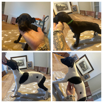 KC registered whippet puppies
