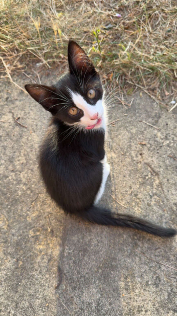 Tuxedo and black kittens ASAP