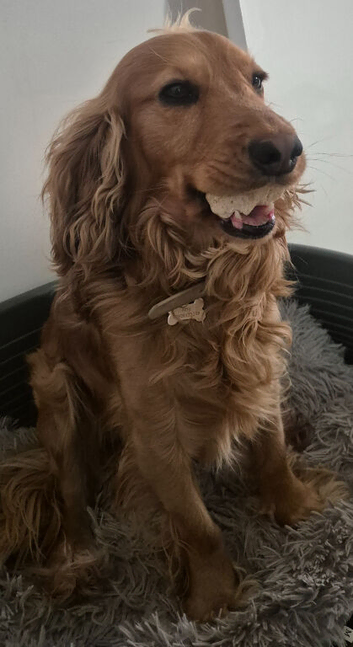 Loving Cocker Spaniel Needs a New Home - Arlo, 3 Years Old
