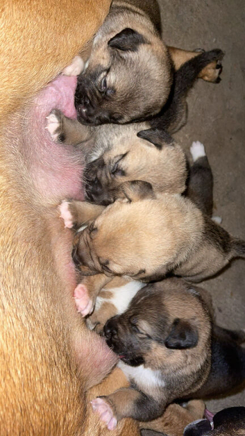 8 Cane Corso x Bullmastiff x Border Collie Mixed Breed Puppies &ndash; 8 weeks Old