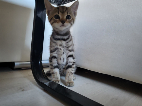 Cute little kittens