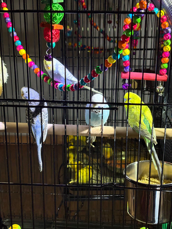 Baby budgies Glasgow