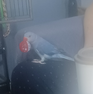 11 month old blue Indian ringneck NO CAGE &pound;150